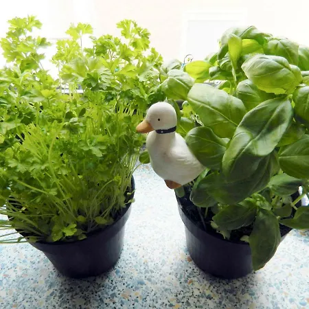 Burgblick Трабен-Трарбах